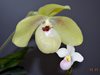 Paphiopedilum Shun Fa Golden и Phragmipedium schlimii